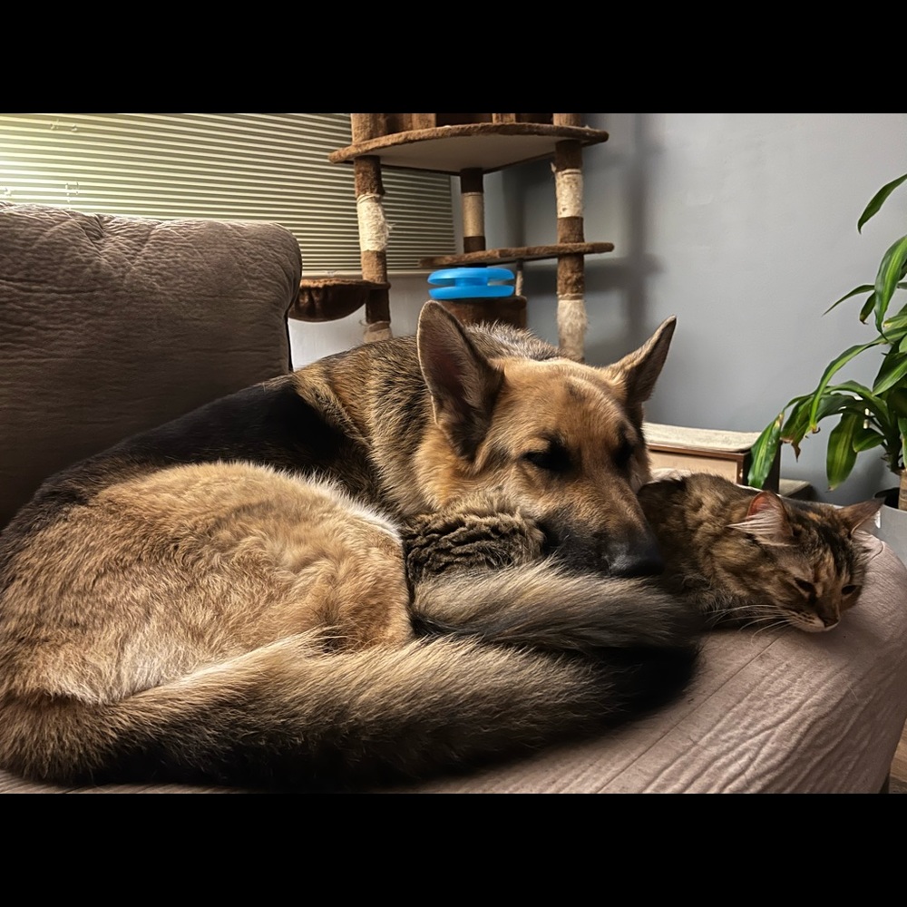 Pet friendly home - Picture 9 of 16